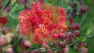 Flowering Quince  Chaenomeles speciosa [upl. by Lucilia]