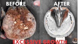 Horse Hoof Trimming  Excessive Growth [upl. by Ffirahs]