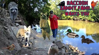 Raccoon Sammy Live Cam  Plus Birds Ducks And More [upl. by Ardiedak]