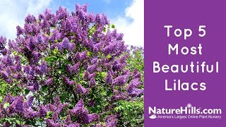 Top 5 Most Beautiful Lilacs  NatureHillscom [upl. by Emmanuel]