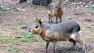 Virtual Education Patagonian Cavies [upl. by Lyckman]