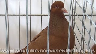 Pigeon Carneau Jaune  MJ Champion de France 2018  Expo Avicole de StJouinBruneval [upl. by Guinn33]