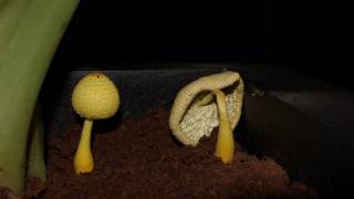 Mushroom time lapse  Life in 60 seconds [upl. by Nivra]