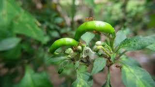 Fire Ants Eating Chilli [upl. by Eilssel961]