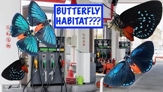 BUTTERFLIES MAKE A HABITAT OUT OF A GAS STATION [upl. by Ramey874]