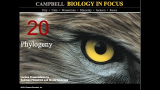 Biology in Focus Chapter 20 Phylogeny [upl. by Signe]