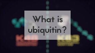 What is ubiquitin [upl. by Wurtz]