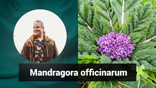 Разбор препарата МАНДРАГОРА ОФФИЦИНАРУМ MANDRAGORA OFFICINARUM  Гомеопатия и здоровье [upl. by Macilroy]