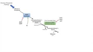 Purine Synthesis and Salvage Pathway [upl. by Analram6]