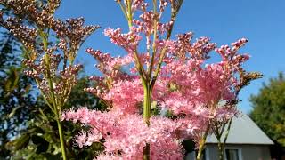 Лабазник красный «Венуста» Filipendula rubra Venusta [upl. by Griffy728]