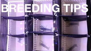 CRAYFISH BREEDING TANK SET UP UPDATE [upl. by Meekyh]