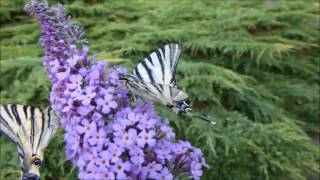 Le Flambé ou Voilier Iphiclides podalirius butinages  par André Lequet wwwinsectesnetfr [upl. by Ronny]