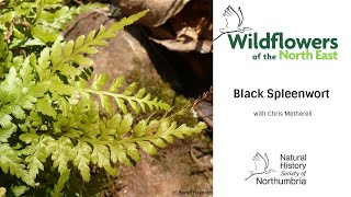 Black Spleenwort [upl. by Lenzi]