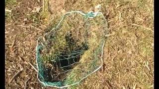 How to set a rabbit purse net  1 [upl. by Navi485]