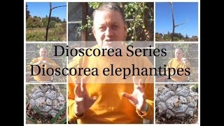 Dioscorea Series  Video 1 Dioscorea Testudinaria Elephantipes [upl. by Berty106]