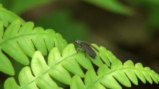 Diurnal Firefly Lampyridae Ellychnia corrusca Taking Flight [upl. by Silvio]