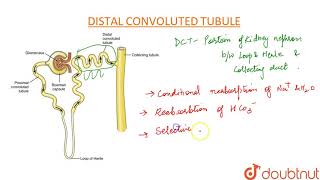 DISTAL CONVOLUTED TUBULE DCT [upl. by Avruch]