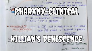 Pharynx7  Killians Dehiscence  Clinical Anatomy [upl. by Aim]