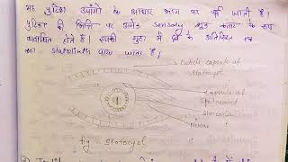 Mechanoreceptor Mechanoreception in Hindi notes Mechanoreceptor and Mechanoreception msc zoology [upl. by Eniamsaj]