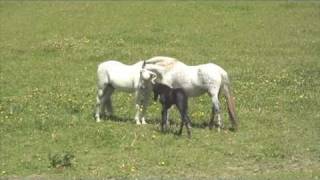 Andalusian mare with new foal meets stallion dad [upl. by Deborah864]