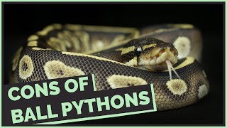 Everything that Sucks about Ball Pythons [upl. by Eille]