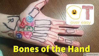 Bones of the Hand and How to Palpate Them [upl. by Nnayelsel337]