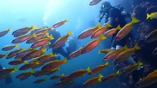 Richelieu Rock Dive Thailand [upl. by Adolphus]