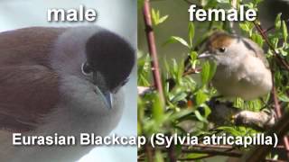 Blackcap  Eurasian Blackcap Bird Call and Pictures for Teaching BIRDSONG [upl. by Harriette]