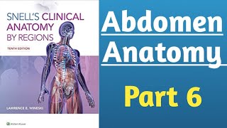 Snells Clinical Anatomy  Abdomen Gross Anatomy part 6  Anatomy Lecture [upl. by Nylcsoj614]