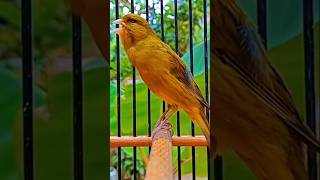 Male canary chirping Canários melodiosos pássaros cantando terapiacanária sons longos de canário [upl. by Chlores]