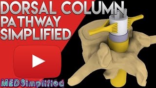 Dorsal Column Medial Leminiscus Pathway Made Easy  Spinal Cord Tracts 1 [upl. by Lebama]