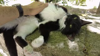 Petting A Happy Tuxedo Cat  Friendly Stray Cat [upl. by Ellehcam]