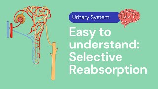 ALevel Biology Structure of the NEPHRON Ultrafiltration and selective reabsorption in the kidney [upl. by Notnelc]