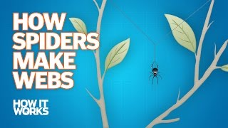 How Spiders Make Webs [upl. by Nosyt]