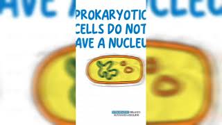 Eukaryotes vs Prokaryotes 🤔 [upl. by Litta]