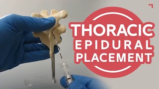 Thoracic Epidural Placement Landmark Training  Human Anatomical Model T78 [upl. by Akkim]