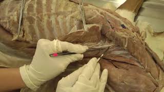 Canine Anatomy I Lab 9 I Epaxial Muscles amp Neck Vessels and Nerves [upl. by Cioffred]