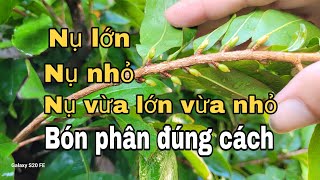 Bón phân cho mai vàng tháng 9 âm lịch [upl. by Amyaj]