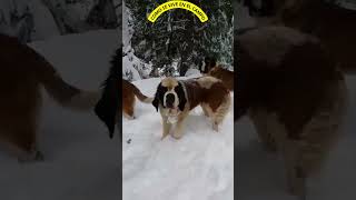 EXCURSIÓN POR LA NIEVE perrosdivertidos perrosequilibrados perrosgraciosos [upl. by Anos]