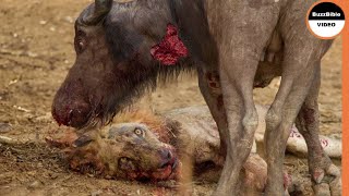 Lion Killed By The Strongest Buffalo Ever [upl. by Notnirt]