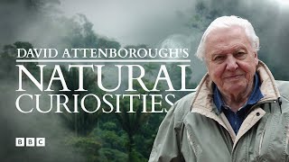 David Attenboroughs Natural Curiosities  BBC Select [upl. by Finer]