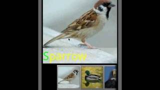 Bird Sounds Android APP [upl. by Chari]