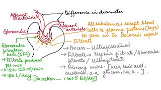 WHAT IS ULTRAFILTRATION HUMAN PHYSIOLOGY CH19 PART 10 ISCCBSE 11 [upl. by Akimas]