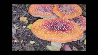 Amanita muscaria Identification [upl. by Eeralav193]