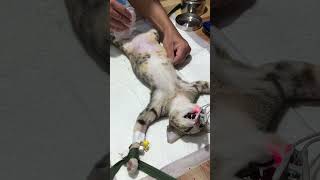 Disinfecting before doing spayed shortvideo spayandneuter disinfectionservices [upl. by Anial]