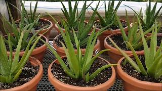 Save the Aloe Pups How to Propagate Aloe Vera [upl. by Jerrylee546]