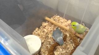 DIY Parrot Playpen [upl. by Starkey]