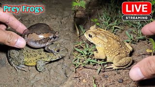 Boing boing catching froggy funny  catch frogs make you laugh [upl. by Yrallih]