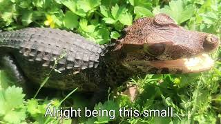 Dwarf caiman Handling outside 💯🔥 dwarfcaiman [upl. by Aislehc852]