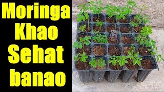 Moringa Leaves Khao  Taaqatwar Ban Jao  How to Grow Moringa Seeds [upl. by Garber849]